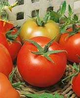 Tomate - Lycopersicon esculentum Carmello