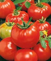 Tomate - Lycopersicon esculentum Ljubitelskij Rosowij