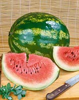 Wassermelone - Citrullus lanatus War Paint
