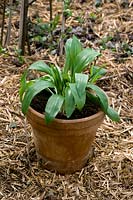 Allium ursinum in pot