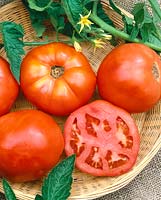 Tomate - Lycopersicon esculentum Cherokee