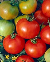 Tomate - Lycopersicon esculentum  Moneymaker
