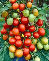 Tomate - Lycopersicon esculentum