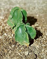 Astrophytum myriostigma var. nudum