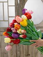 Bouquet of Tulipa mixed colors