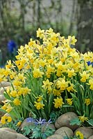 Narcissus cyclamineus Tete-a-Tete