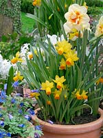 Narcissus mixed in pot