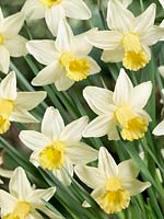 Narcissus Large Cupped Toby