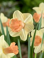 Narcissus Trumpet Sagitta