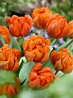 Tulipa Triumph Hermitage and Tulipa Double Late Orange Princess