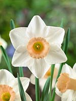 Narcissus Large Cupped Passionale