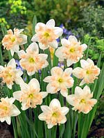 Narcissus Split Corona Palmares