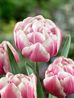 Tulipa Double Early Melrose