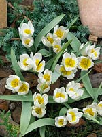 Tulipa biflora