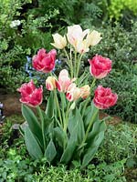 Tulipa Pink Blend - Candy Club and Fancy Frills