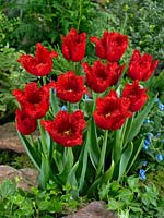 Tulipa Crispa Unity