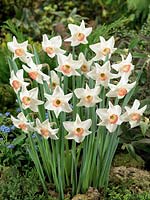 Narcissus cyclamineus Elisabeth Ann