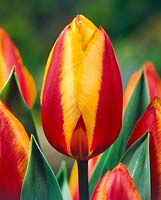 Tulipa Single Early Flair