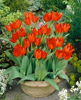 Tulipa praestans Fusilier in pot