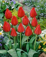 Tulipa greigii Grand Prestige / Charming Silvia