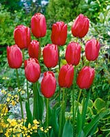 Tulipa Single Late Renown