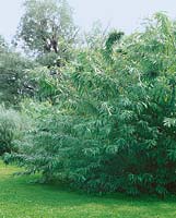 Salix udensis Sekka