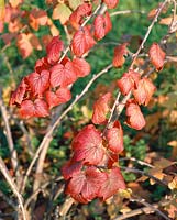 Ribes americanum in autumn