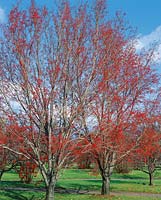 Sorbus folgneri / fruits
