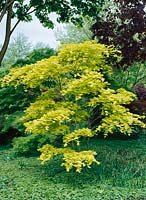 Acer shirasawanum Aureum