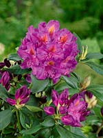 Rhododendron Sir Thomas Sebright