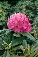 Rhododendron Constanze