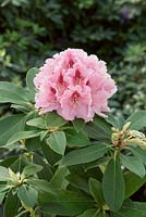 Rhododendron Albert Schweizer