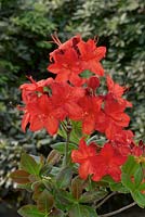 Rhododendron calendulaceum Parkfeuer