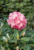 Rhododendron Marlis