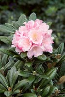 Rhododendron Koichiro Wada