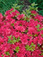 Rhododendron Geisha Red