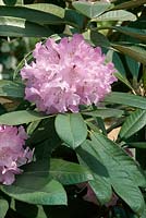 Rhododendron Hybride Silberpfeil (R)
