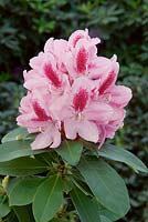 Rhododendron Hybride Mrs Furnivall