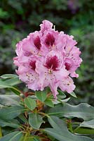 Rhododendron Hybride Kabarett (R)