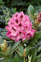 Rhododendron Kokardia