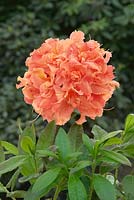Rhododendron luteum Frills Orange