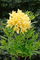 Rhododendron luteum Arpèrge
