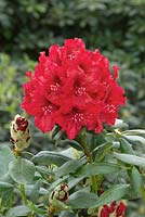 Rhododendron Hybride Erato (S)