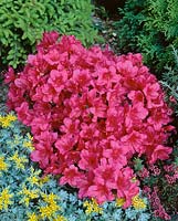 Rhododendron Arabesk