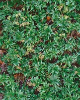 Parthenocissus tricuspidata Lowii