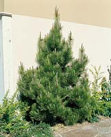 Pinus leucodermis (P. heldreichii var. leucodermis)