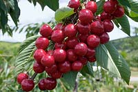 Kirsche / Prunus avium red