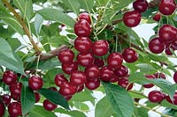 Prunus Koröszer