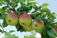 Apfel / Malus domestica Pia