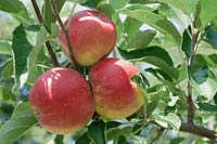 Apfel / Malus domestica Arlet